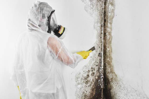 Best Residential Mold Removal  in Purcell, OK