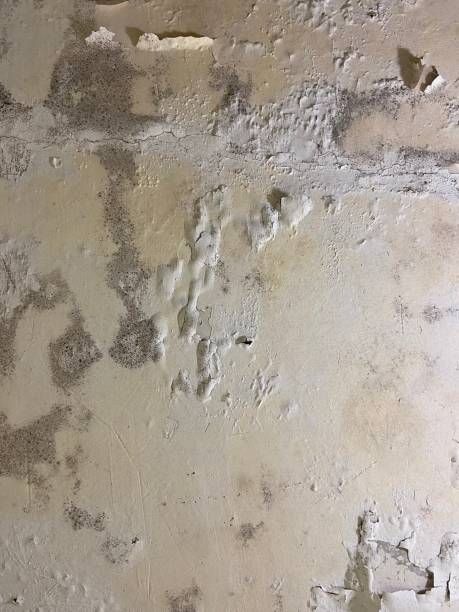 Best Best Mold Removal Companies  in Purcell, OK