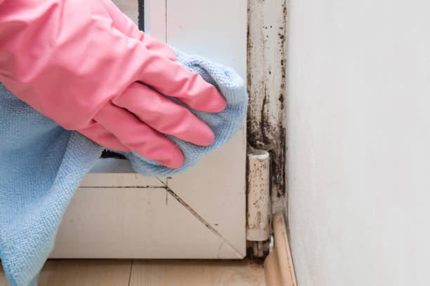 Best Same-Day Mold Removal  in Purcell, OK